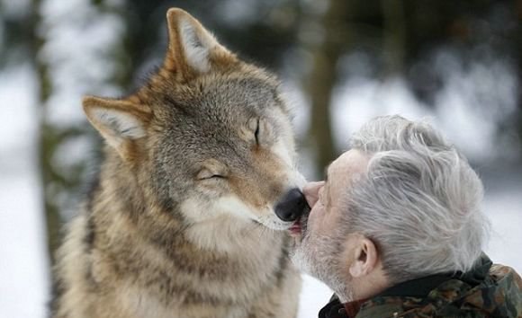 79-летний Вернер Фройнд, бывший десантник. Сейчас он живет в стае волков, в которой 29 особей. Он кормит их сырым мясом и судя по фотографиям у них нежные отношения.