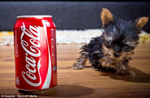 Самый маленький щенок в мире живет в Польше и весит 250 граммов
