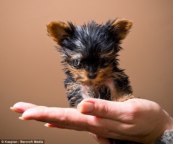 Самый маленький щенок в мире живет в Польше и весит 250 граммов