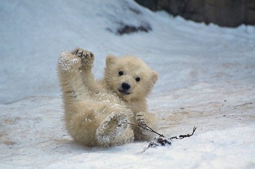 Белый медведь (Ursus maritimus), символ Арктики, скорее всего исчезнет с лица Земли к концу этого столетия. Спасем мишек вместе! Присоединяйся к группе по пробемам мирового океана: vk.com/expo2012russia