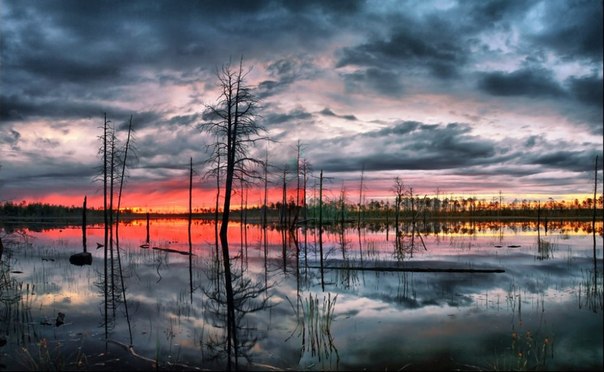 Васюганские болота — одни из самых больших болот в мире, расположены в Западной Сибири, в междуречье Оби и Иртыша