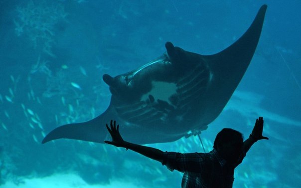 Манта (гигантский морской дьявол)  плавает мимо смотрового окошка в аквариуме Resort World Sentosa в Сингапуре.