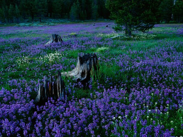 Цветущие пенстемоны в Национальном лесу Тахо, штат Невада, США