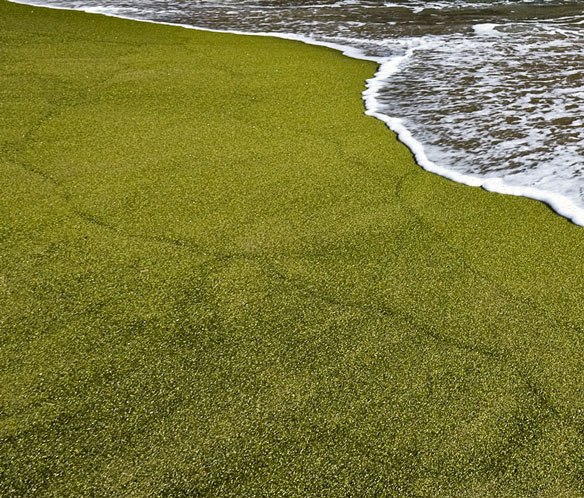 Зеленый песчаный пляж