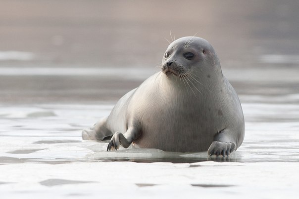 Обыкновенный тюлень.