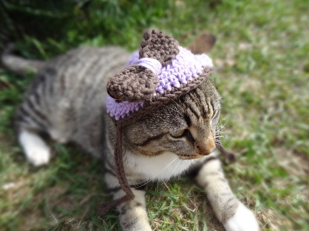 Милые шапочки для кота