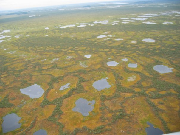 Самое большое болото в мире — российское Большое Васюганское болото. Его площадь составляет 53-55 тыс. кв.км.