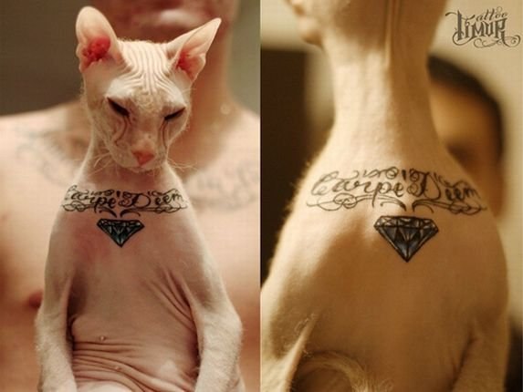 В Татарстане 24-летний тату-мастер решил сделать своему коту татуировку. Таким образом парень хотел сделать домашнего любимца похожим на себя. Тимур наколол на груди кота породы сфинкс фразу, которая стала дополнением к его собственной татуировке на аналогичном месте.