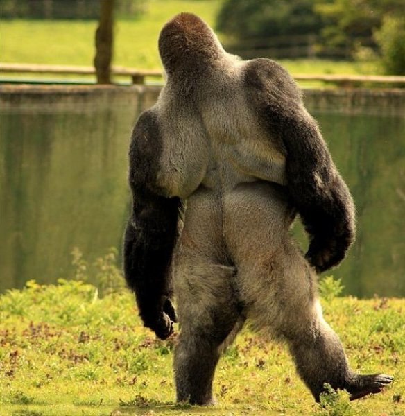 Самая прямоходящая горилла.