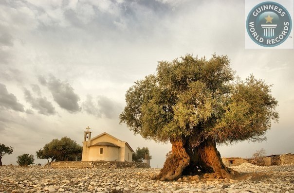 Самое древнее оливкое дерево нашей планеты растет на острове Крит, Греция. Это одно из 7 древнейших маслинных деревьев в Средиземноморском бассейне, возраст которых превышает 3.000 лет.