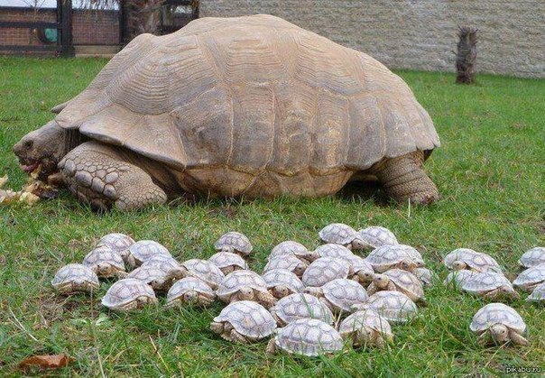 Гигантская черепаха и ее 45 детенышей!