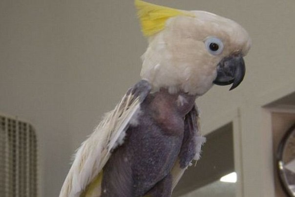 В США в штате Теннесси был найден попугай Какаду в доме в котором варили метамфетамин. 