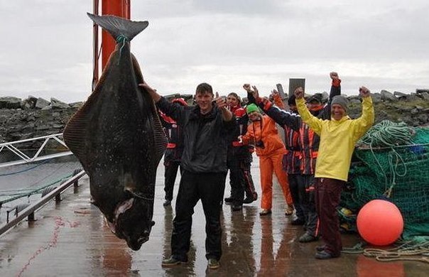 Немецкий рыбак поймал рекордного палтуса, весом 234 кг
