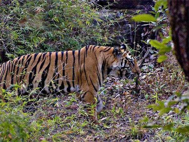 Одна тигрица загрызла 430 человек.