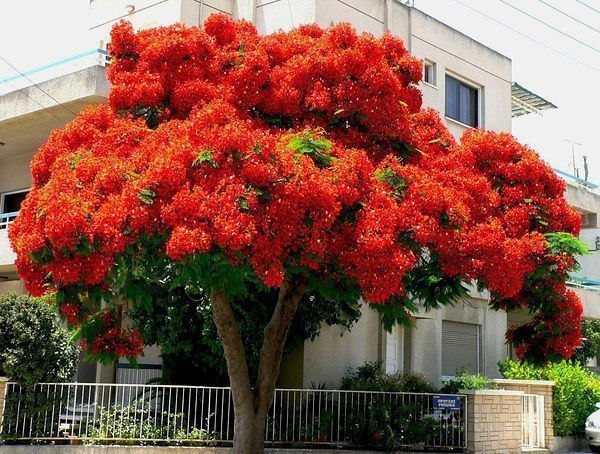 Делоникс Королевский. Он считается одним из красивейших цветущих деревьев на Земле.