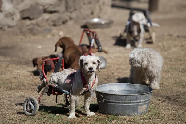 В Мехико есть приют для брошенных собак с ограниченными возможностями «Собачьи чудеса». Здесь безлапых, слепых или старых собак – всего около 130 особей – содержат и лечат. У многих из них есть специальные «инвалидные кресла» и протезы.