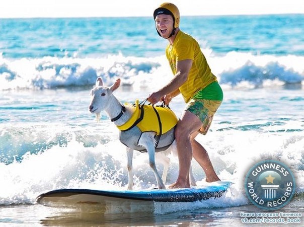 Гоати — коза сёрфингист