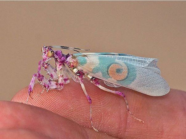 Насекомое Spiny flower mantis