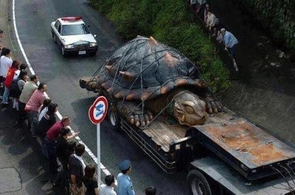 Крупнейшая в мире черепаха найдена в реке Амазонке. Её возраст около 529 лет , А вес составляПоказать подробнее. 