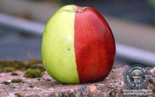Необычное яблочко