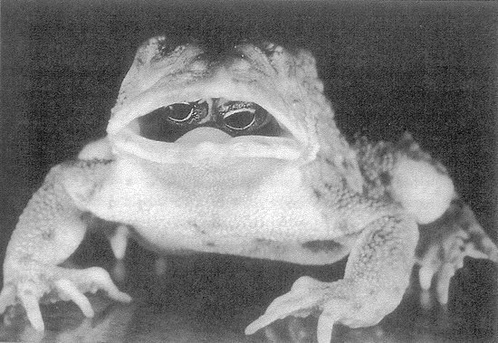 Эту жабу нашли в Канаде. В результате мутации её глаза выросли в глотке. Бедное животное может видеть только с разинутым ртом.
