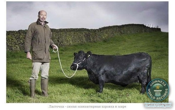 11-летняя крохотная корова по кличке Ласточка, проживающая на севере Англии, на ферме в Уэст- Йокшире, официально признана самой миниатюрной коровой в мире. От холки до копыт Ласточка имеет рост всего лишь 84 сантиметра, т.е. по размеру она с обычную овцу. Коровы породы «Декстер» популярны своими маленькими размерами, однако Ласточка не дотягивает даже до стандартов роста данной породы! Любопытно, что за 11 лет свой жизни Ласточка произвела на свет 10 телят, которые существенно выше своей матери.