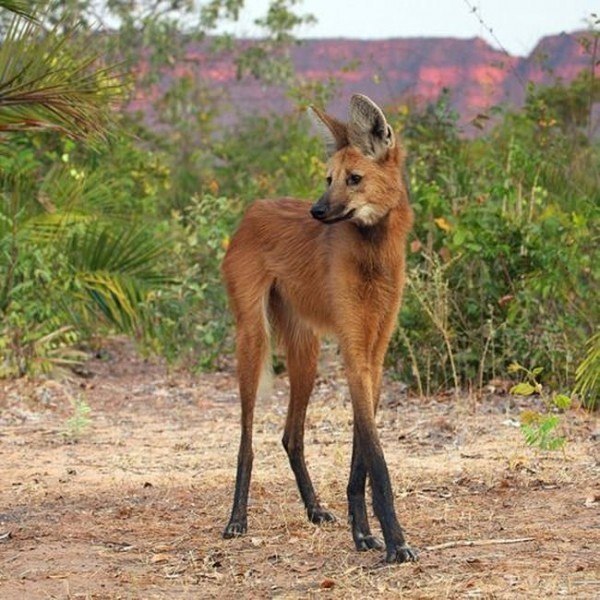 Бразильский гривастый волк - живет в лесах Южной Америки, уникальный гибрид лисы и оленя