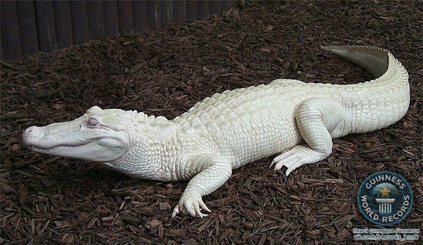 Крокодил-альбинос.