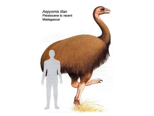 20 000 лет тому назад вымер мадагаскарский страус, самая тяжелая птица в истории. Он весил полтонны и, естественно, не мог летать.