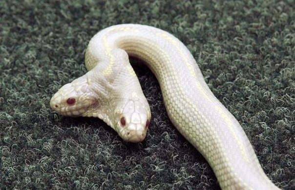 Двухголовая змея-альбинос.