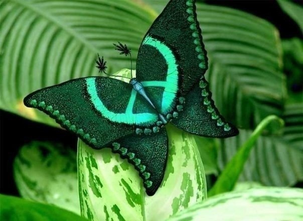 Бабочка с символом мира.