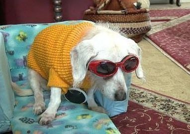 Самой старой собаке в мире исполнился 21 год. Таксу зовут Шанель. Она носит темные очки, потому что в таком возрасте от света развивается катаракта. Свитер нужен, чтобы собака не чувствовала холода.