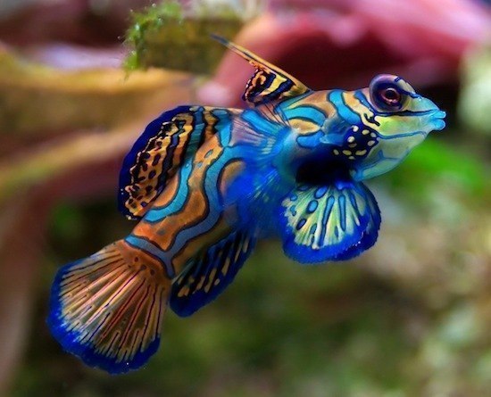 Самая разноцветная рыба в природе.