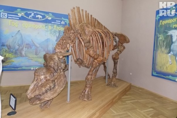 В Азове Ростовской области собрали скелет четырехметрового единорога, жившего миллион лет назад.