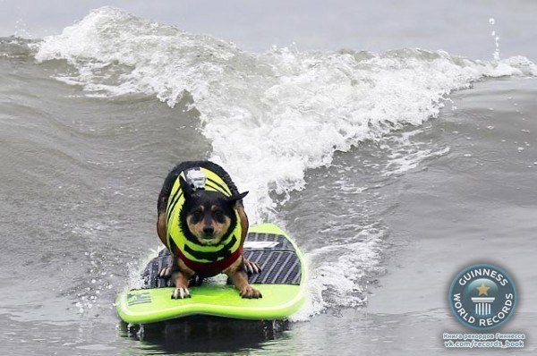 Австралийский пес Эбби Юай установил рекорд, проплыв на доске для серфинга целых 60 метров.