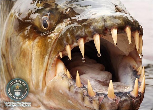 Большая тигровая рыба живёт в бассейне реки Конго (Африка). Это единственная рыба, которая не боится крокодилов и даже иногда проглатывает тех, что помельче, целиком. Известны редкие случаи, когда эта рыба нападала и на человека.