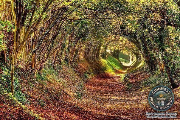 Удивительный тоннель в Англии.