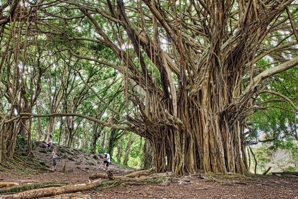 Древнее дерево баньян, Гавайи. По оценкам ему около 700 лет