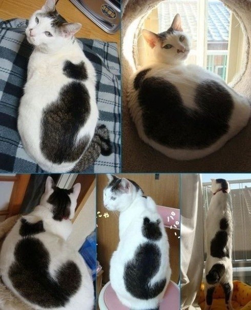 Вот такой необычный есть кот. Рисунок на его спине очень напоминает силуэт кота.
