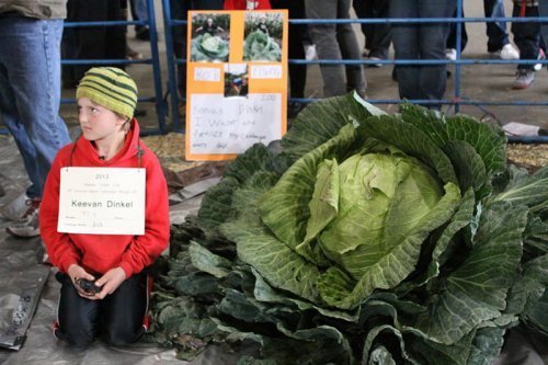 Победитель конкурса на ярмарке в г. Палмер – Киван Динкел со своей 42-килограммовой капустой.