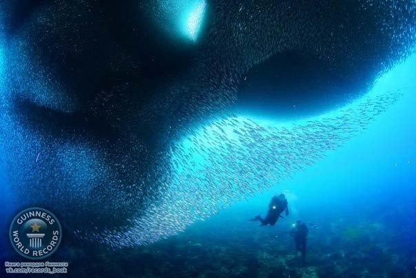 Пять миллионов тихоокеанских сардин устроили сумасшедшие танцы под водой. Воронка высотой 30 метров перемещается вдоль побережья Филиппин
