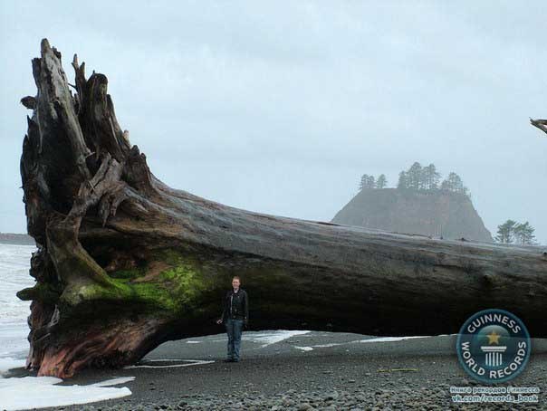 Дерево, которое вымыло на берег пляжа Ла Пуш, штат Вашингтон.