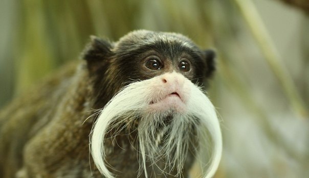 Императорский тамарин — вид игрунковых обезьян из рода тамаринов, название вида («императорский») связано с наличием у этих обезьян пышных белых «усов».