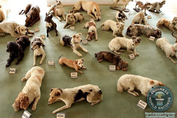 Самая большая в мире коллекция чучел собак. Ее владелец - барон Джордж Хаас, который покончил с собой в 1945 году перед депортацией в Австрию. У барона были тысячи животных и около 200 собак, 51 из которых он превратил в чучела после их смерти.