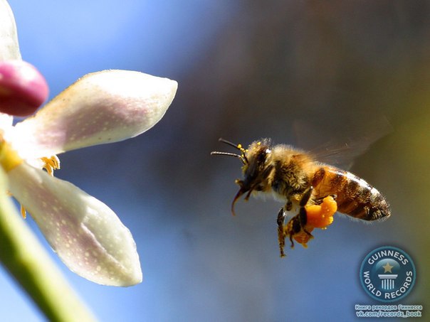 Медоносная пчела машет крыльями со скоростью 11 тыс. 400 раз в минуту, создавая характерное жужжание.
