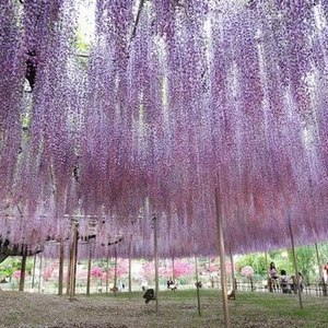 В парке города Точиги (Япония) находится самое красивое дерево в мире – глициния. Посетители стекаются сюда, чтобы посмотреть эту старейшую великолепную достопримечательность, посаженную примерно в 1870 году. Ее ветви специально поддерживаются, образуя цветочный зонтик.