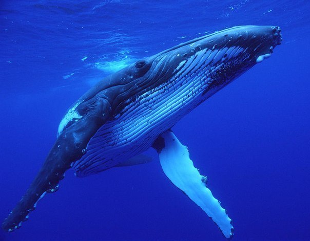 Горбатый кит издает самый громкий звук из всех обитателей планеты Земля.