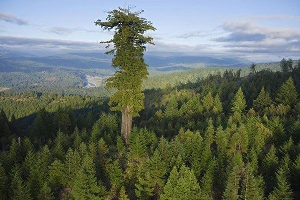 Дерево Мендосино – 112,20 м, США