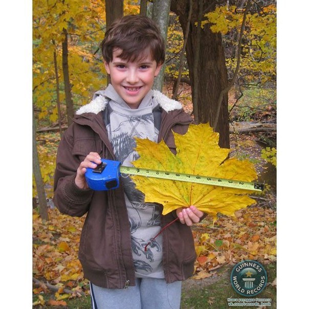 Джозеф Донато из Онтарио нашел самый большой кленовый лист 34,61 см. в ширину и 29,21 см. в длину.