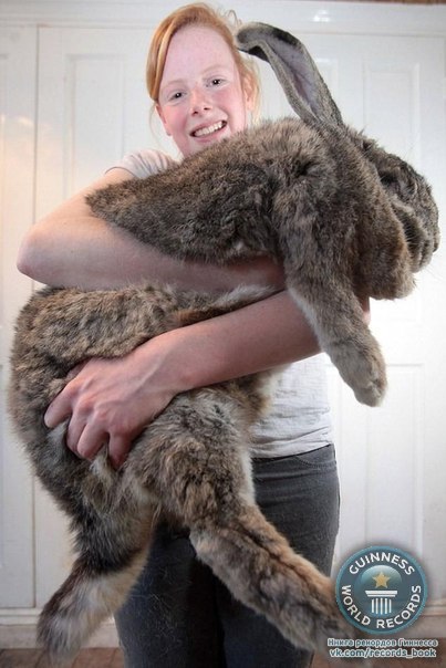 Кролик Ральф весит более 20 кг - больше, чем трехлетний ребенок.